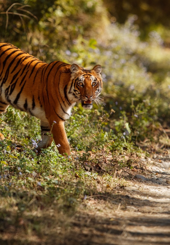 Photo Tigers and<br />Rajasthan